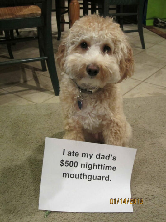 dog ate my night guard